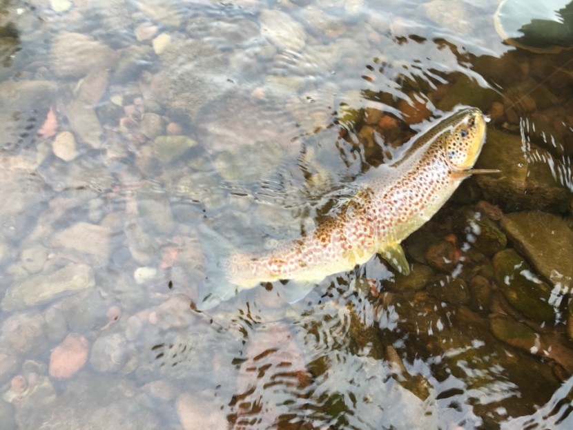 Penpont trout - PB from Churchdown